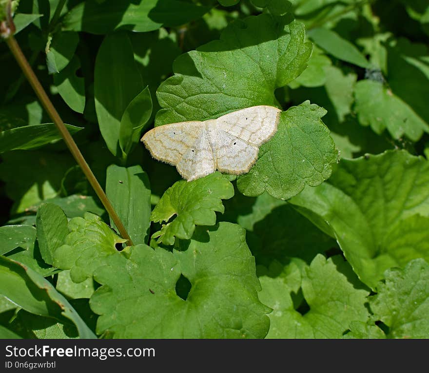 Leaf, Moths And Butterflies, Insect, Moth