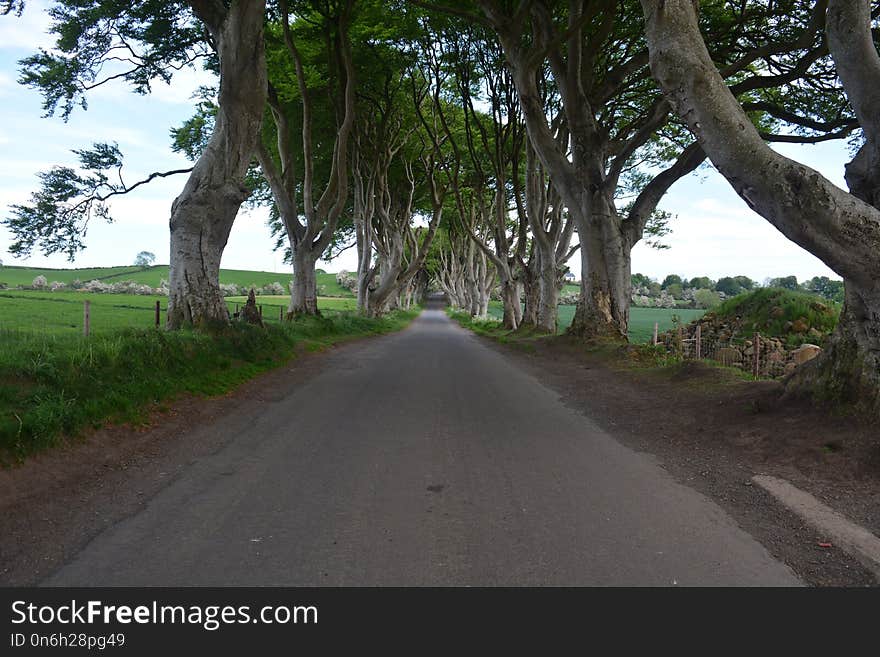 Road, Tree, Path, Lane