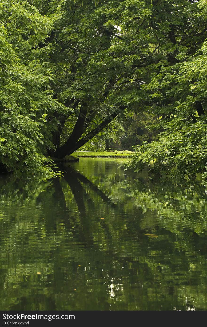 Trees reflected in pond in empty park in summer. Trees reflected in pond in empty park in summer