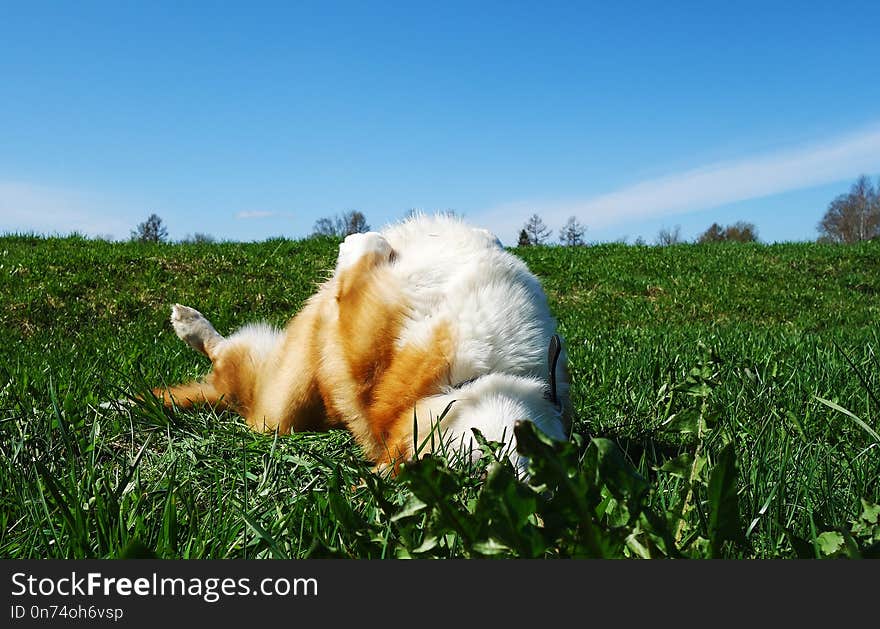 Red haired welsh corgi pembroke outdoor playing in summer, green grass enjoying. posing, corgi portrait. Red haired welsh corgi pembroke outdoor playing in summer, green grass enjoying. posing, corgi portrait