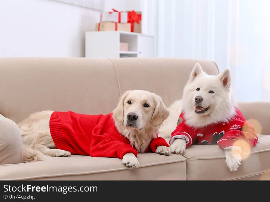 Cute dogs in warm sweaters on sofa at home