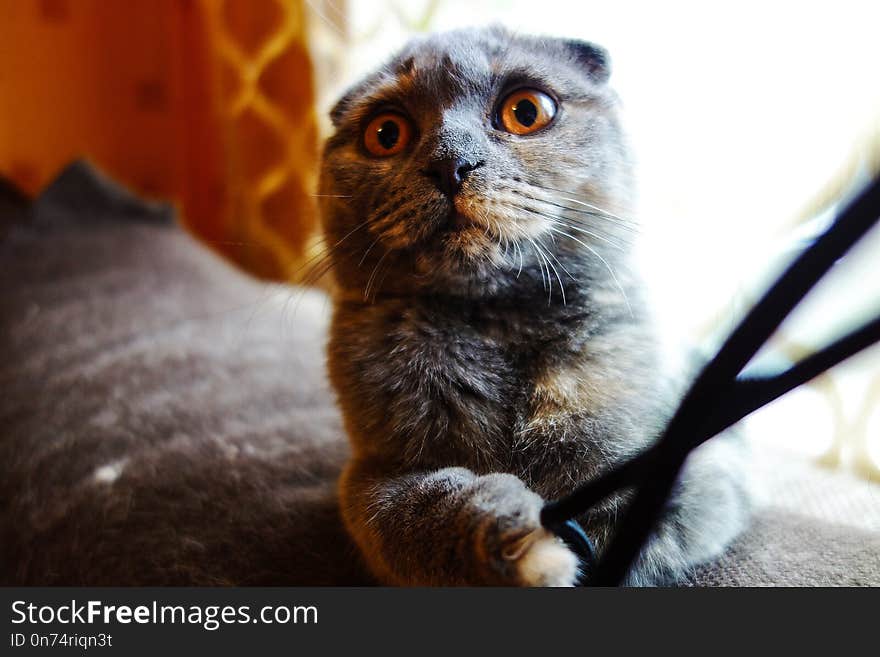 Purebreed small cat playing with cord .yellow eyes, gray fluffy fur