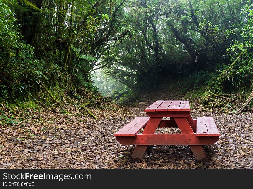 Picnic table in a cloud forest of Reserva Biologica Bosque Nuboso Monteverde, Costa Rica