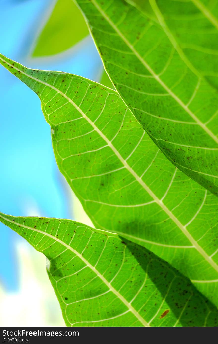 Texture Of A Green Breadfruit Leaf