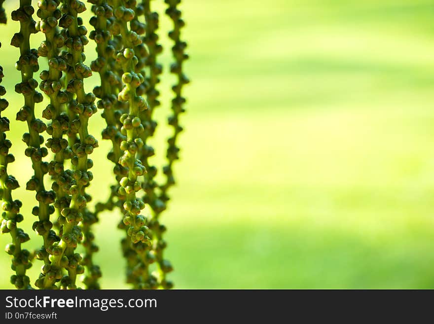 Close-up of a bunch of young palm fruits in the sunshine and green background. Close-up of a bunch of young palm fruits in the sunshine and green background