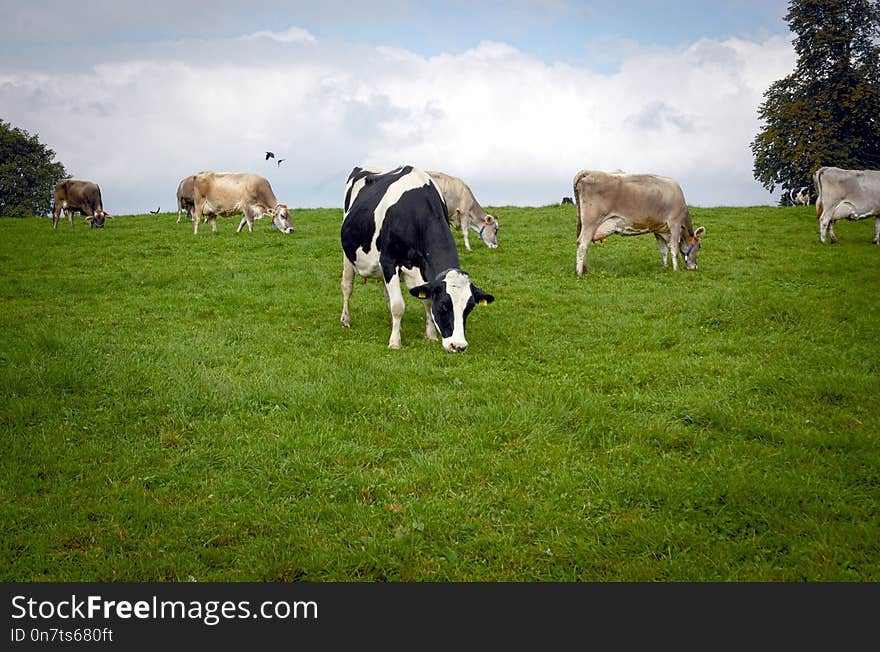 Grassland, Pasture, Grazing, Cattle Like Mammal