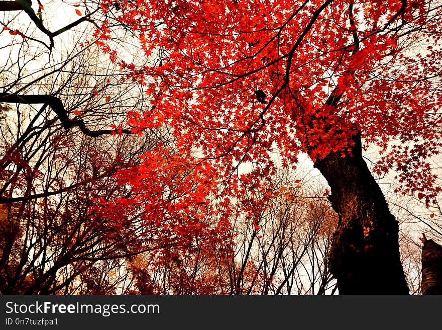 Tree, Red, Nature, Leaf