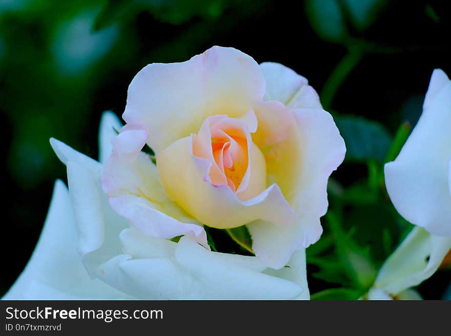 Flower, White, Rose Family, Rose