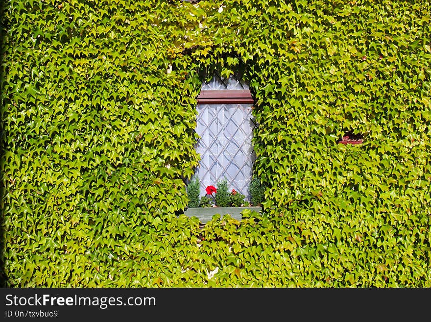 Green, Vegetation, Grass, Leaf