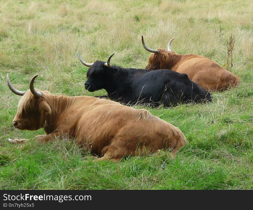 Cattle Like Mammal, Horn, Pasture, Fauna