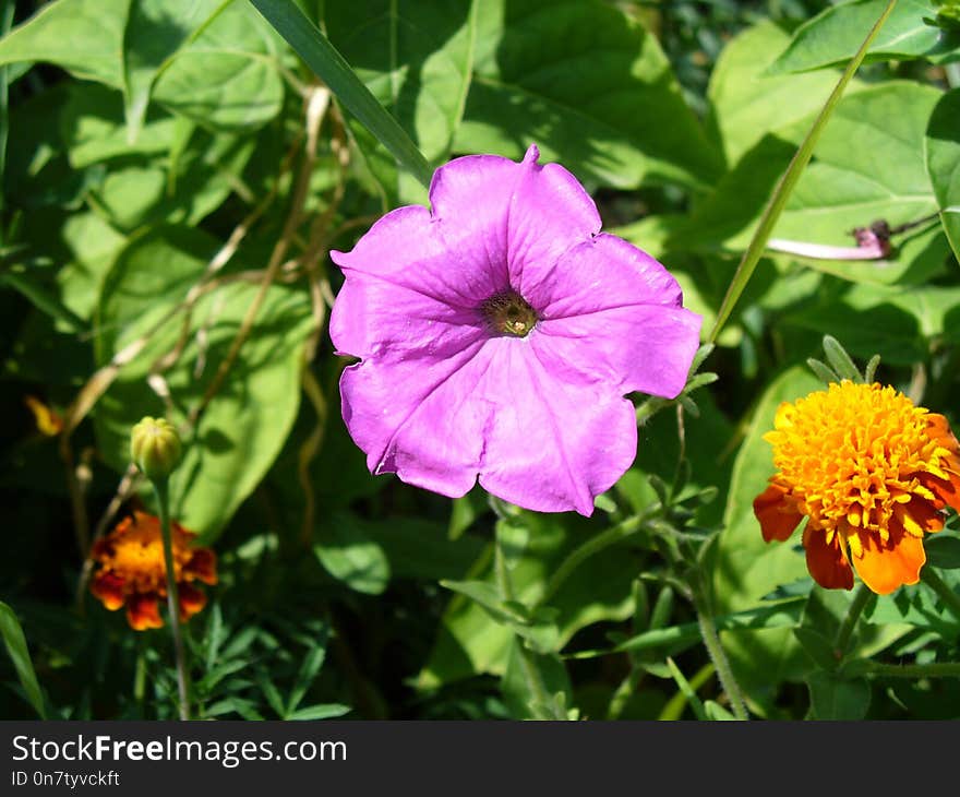 Flower, Plant, Flora, Annual Plant