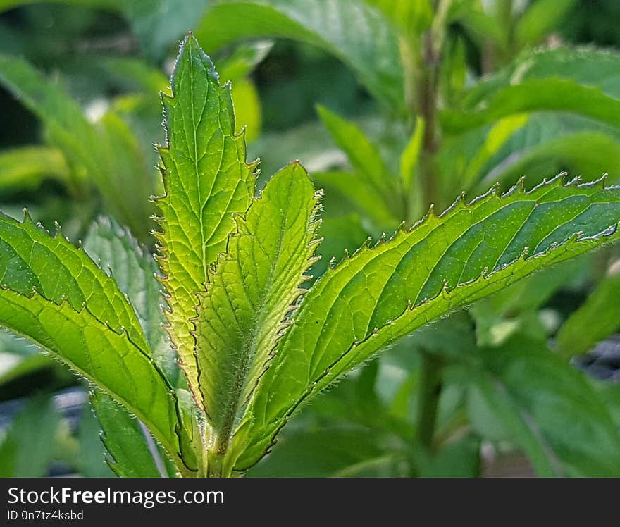 Plant, Leaf, Vegetation, Herb