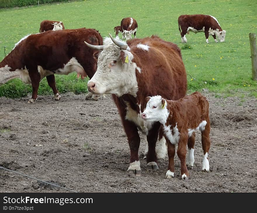 Cattle Like Mammal, Cow Goat Family, Calf, Pasture