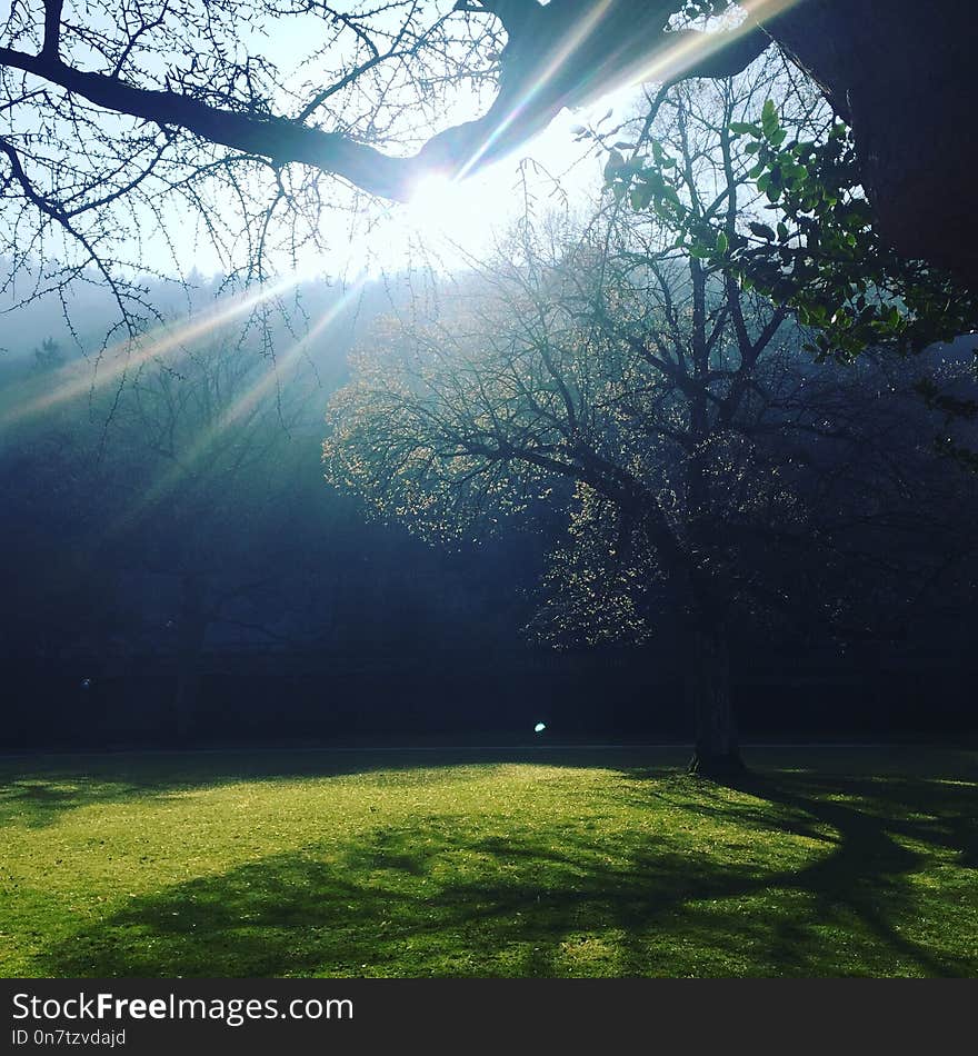 Nature, Green, Tree, Sky