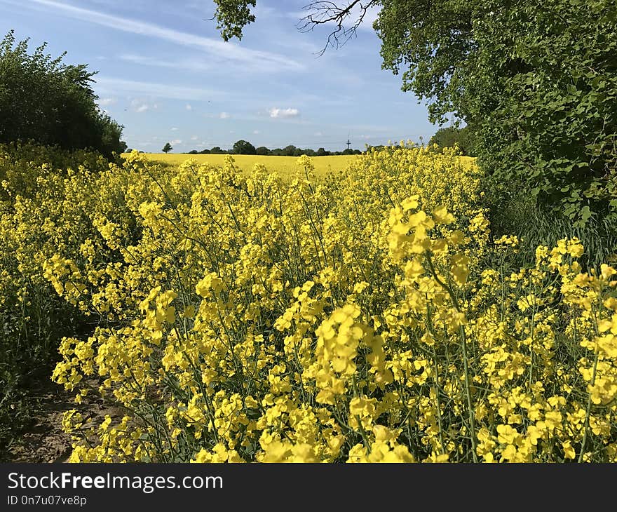 Rapeseed, Yellow, Canola, Mustard Plant