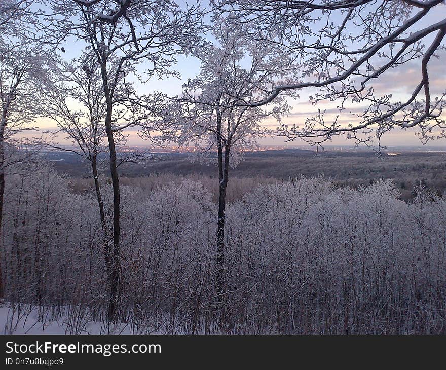 Winter, Frost, Tree, Snow