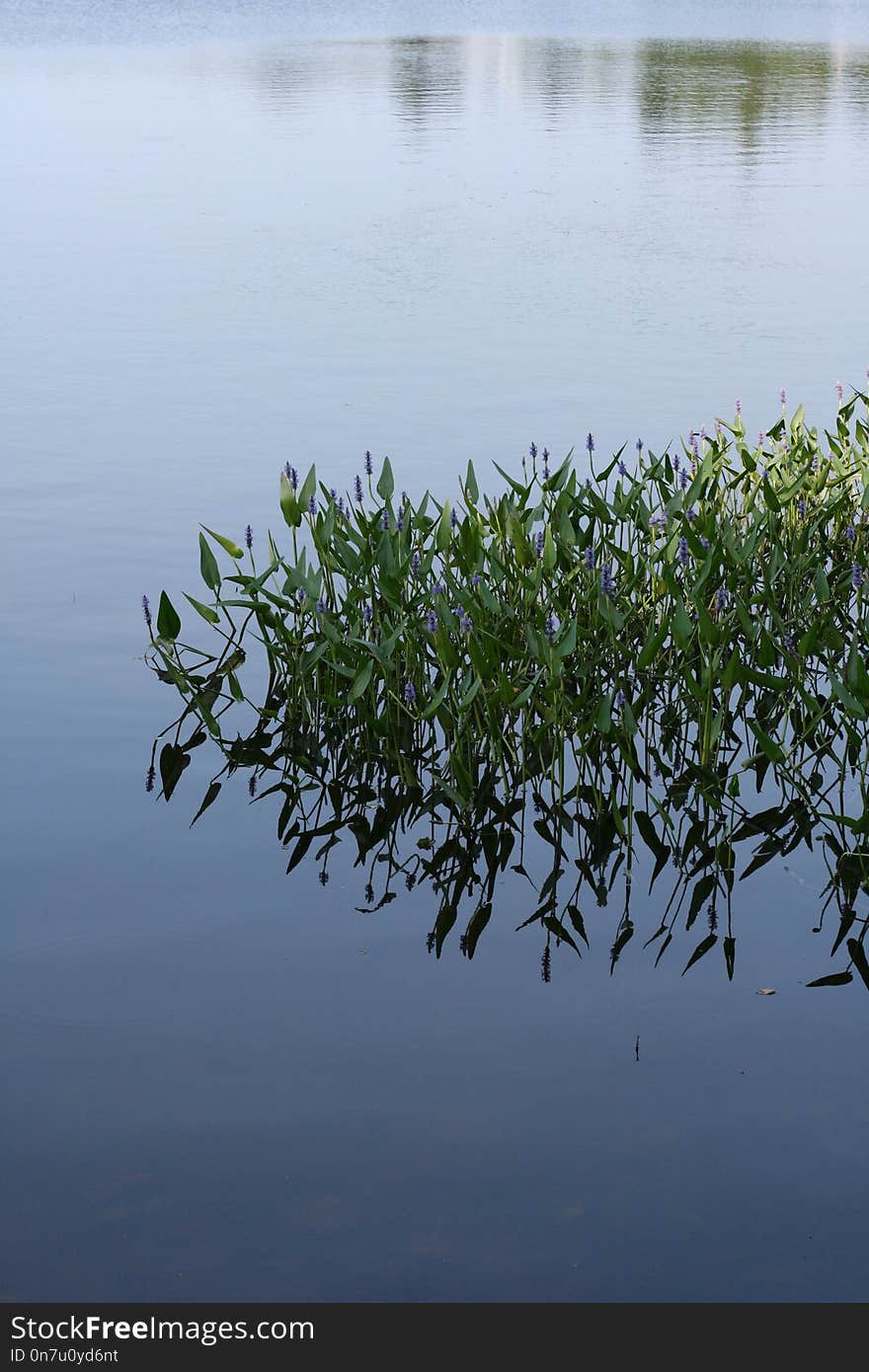 Water, Reflection, Water Resources, Vegetation