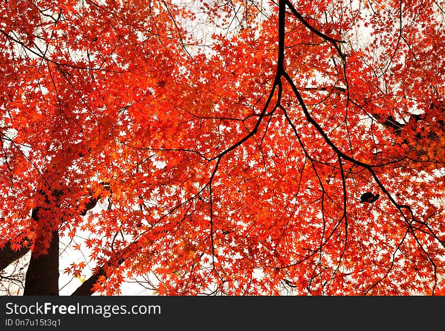 Red, Tree, Leaf, Autumn