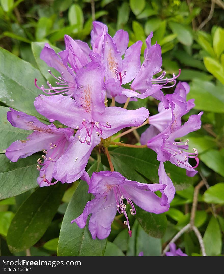 Flower, Plant, Flora, Woody Plant