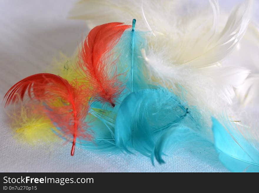 Feather, Wing, Material, Petal