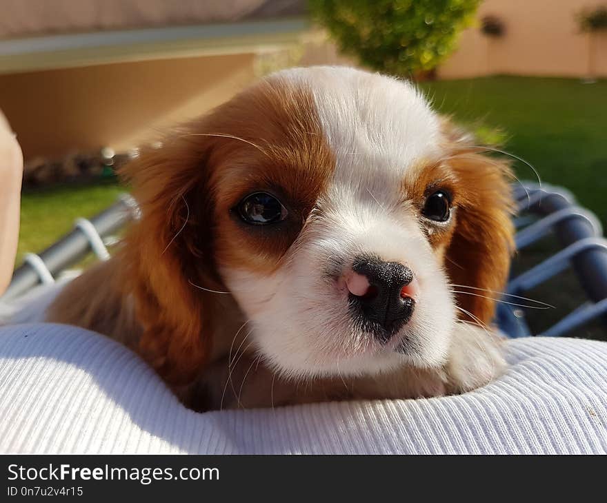 Dog, Dog Like Mammal, Dog Breed, King Charles Spaniel