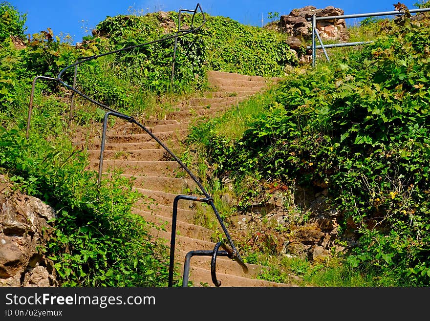 Vegetation, Nature Reserve, Path, Tree