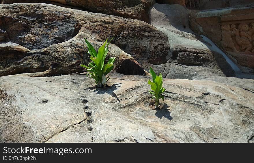 Plant, Flora, Leaf, Rock