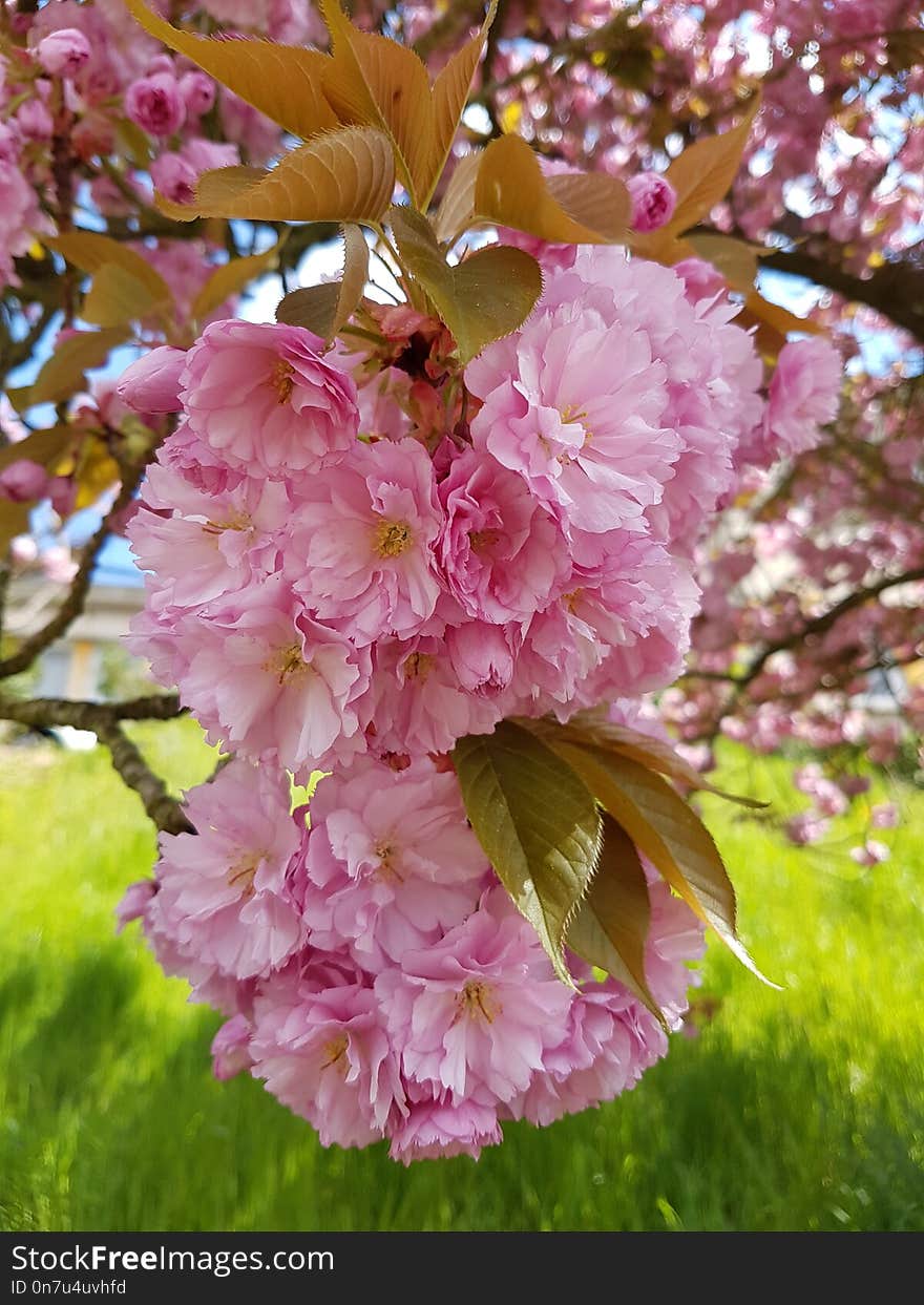 Pink, Blossom, Flower, Cherry Blossom