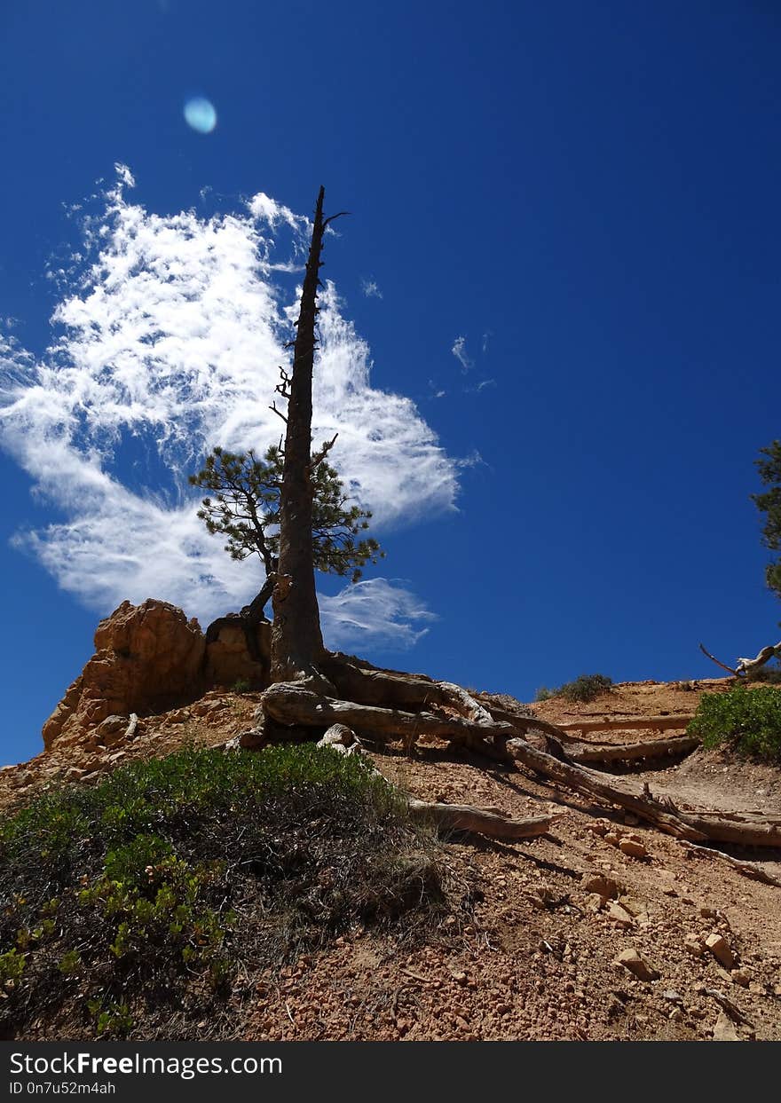 Sky, Tree, Woody Plant, Wilderness