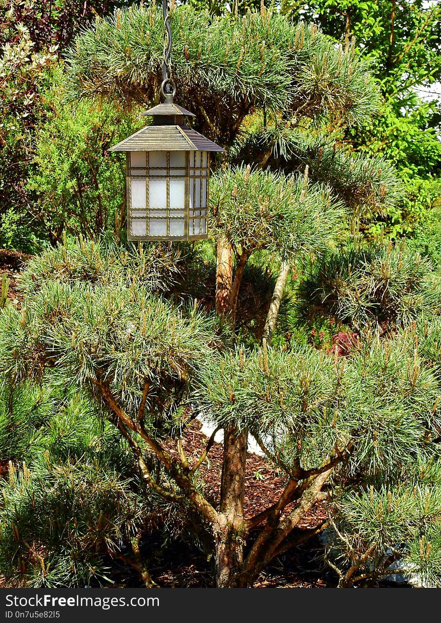 Vegetation, Plant, Tree, Biome