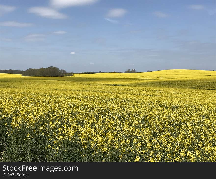 Yellow, Rapeseed, Field, Canola