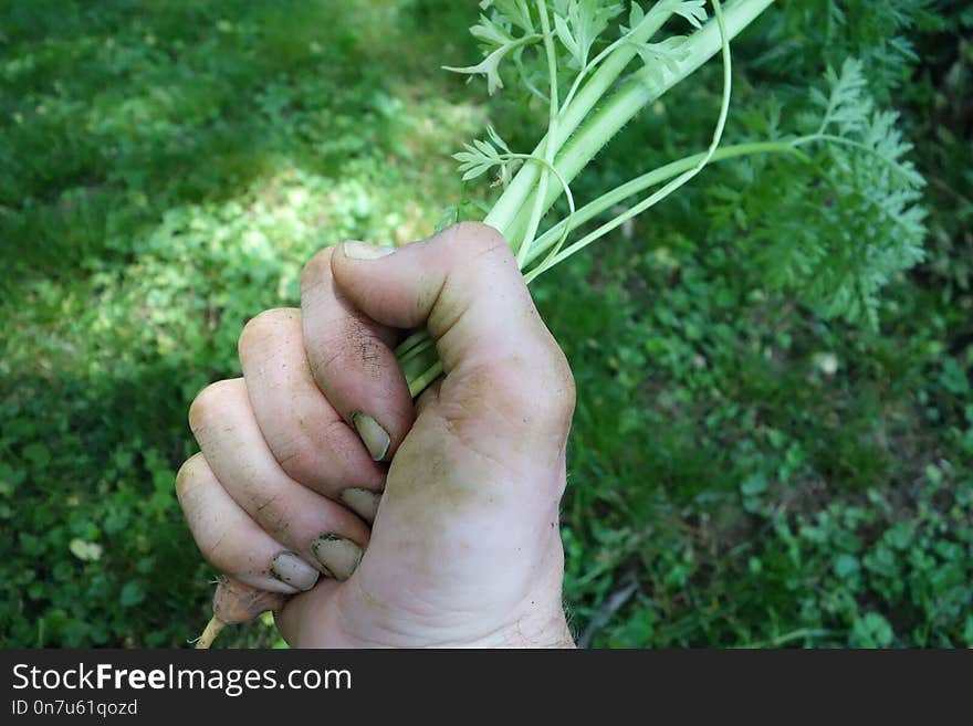 Plant, Grass, Finger, Hand