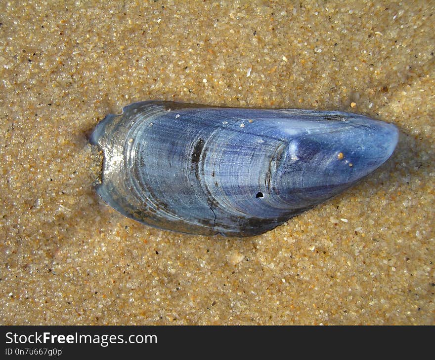 Fauna, Marine Biology, Veneroida, Clams Oysters Mussels And Scallops