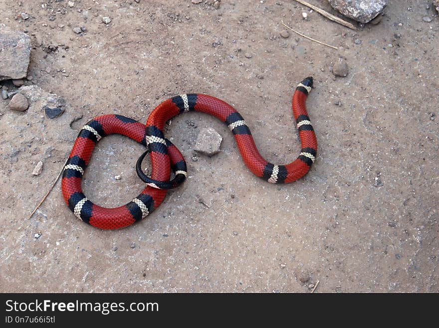 Snake, Scaled Reptile, Reptile, Colubridae