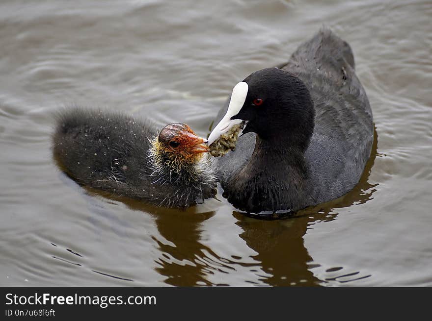 Bird, Water, Beak, Fauna