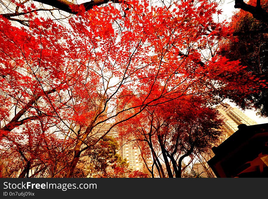 Red, Tree, Maple Leaf, Nature