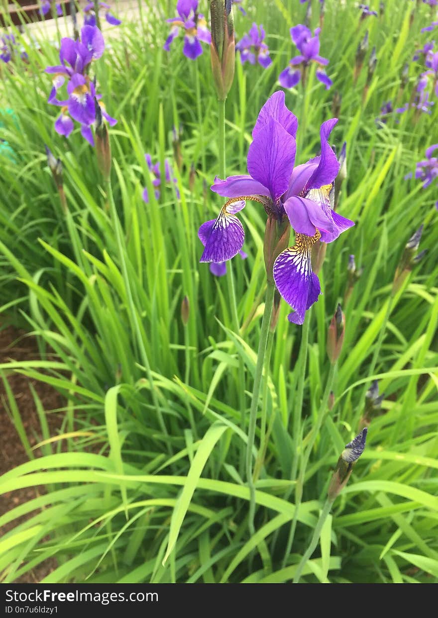 Flower, Plant, Flowering Plant, Iris Versicolor