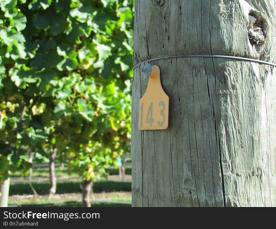 Tree, Leaf, Branch, Trunk