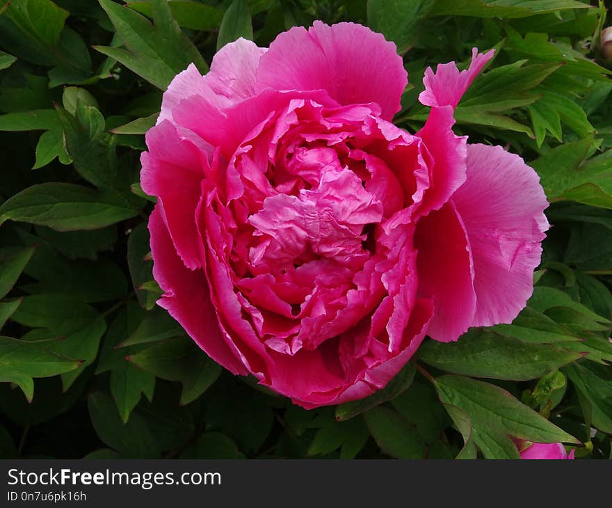 Flower, Plant, Peony, Flowering Plant