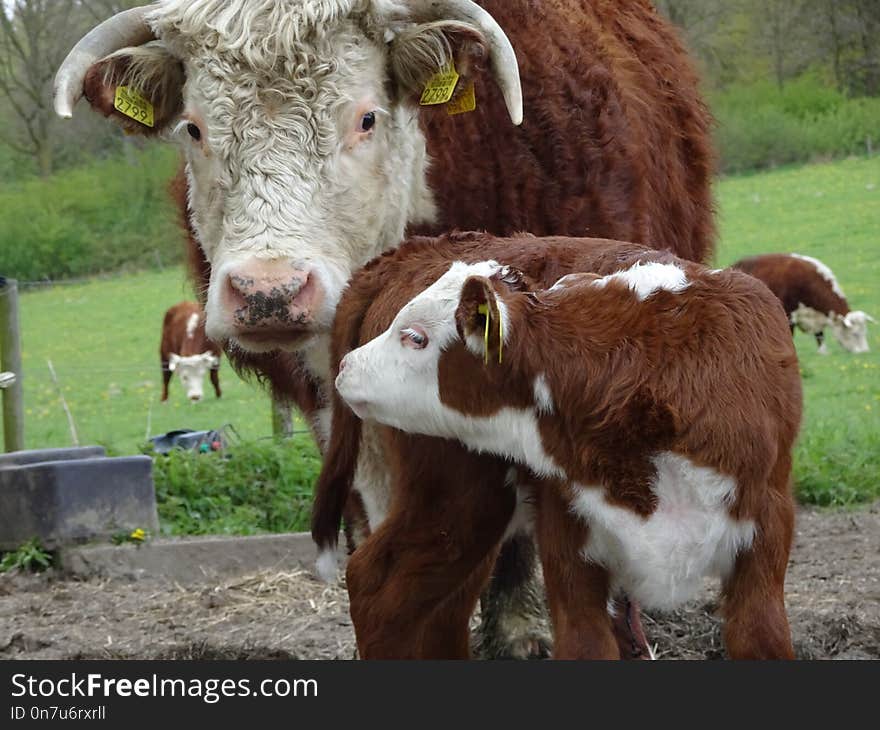 Cattle Like Mammal, Cow Goat Family, Calf, Livestock