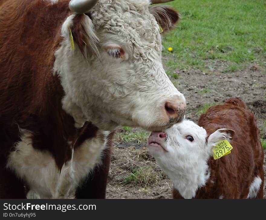 Cattle Like Mammal, Cow Goat Family, Calf, Livestock