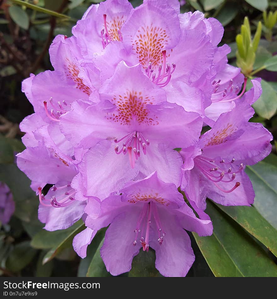 Flower, Plant, Woody Plant, Flowering Plant