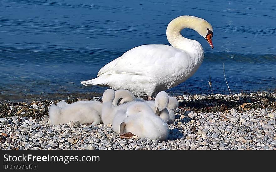 Swan, Bird, Water Bird, Ducks Geese And Swans