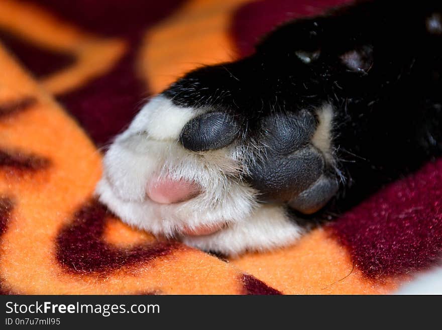 Whiskers, Cat, Nose, Paw