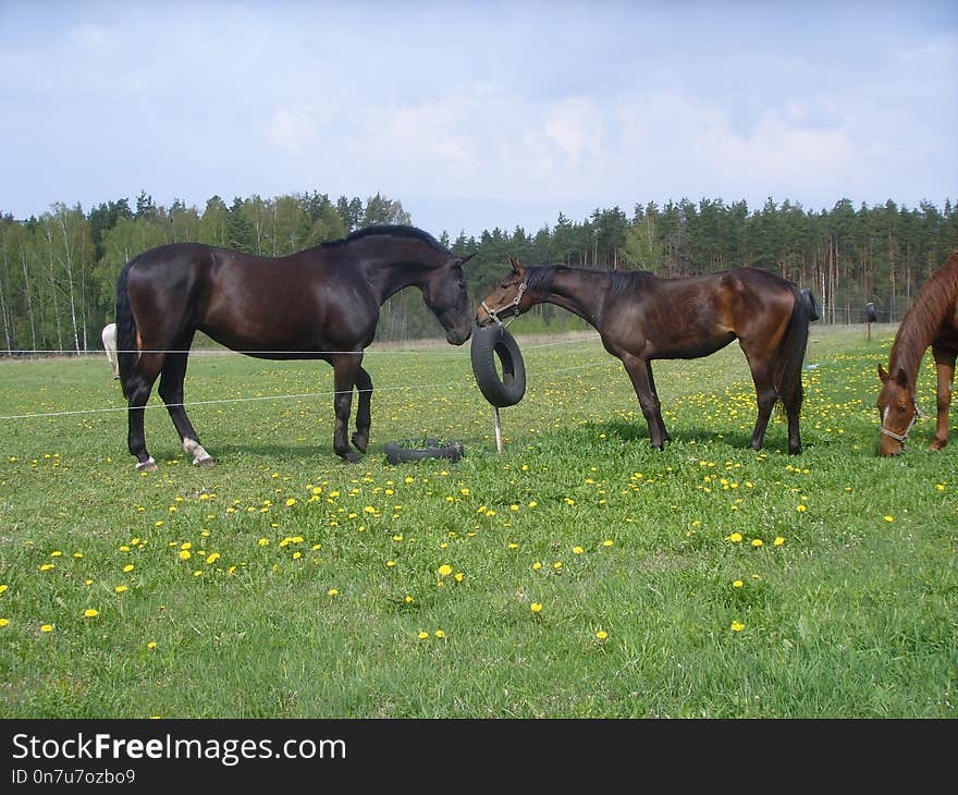 Horse, Pasture, Ecosystem, Grassland