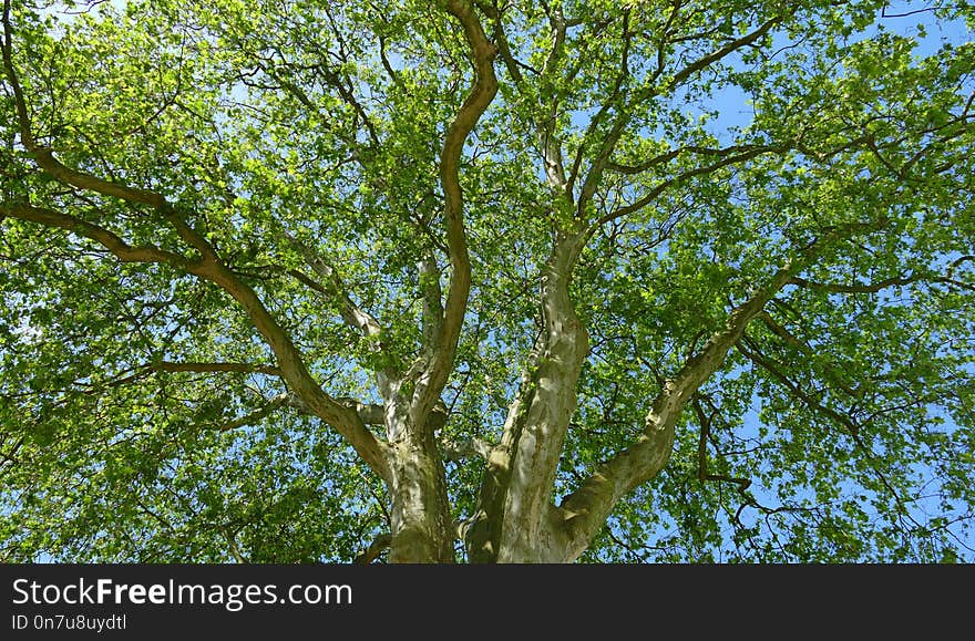 Tree, Branch, Woody Plant, Vegetation