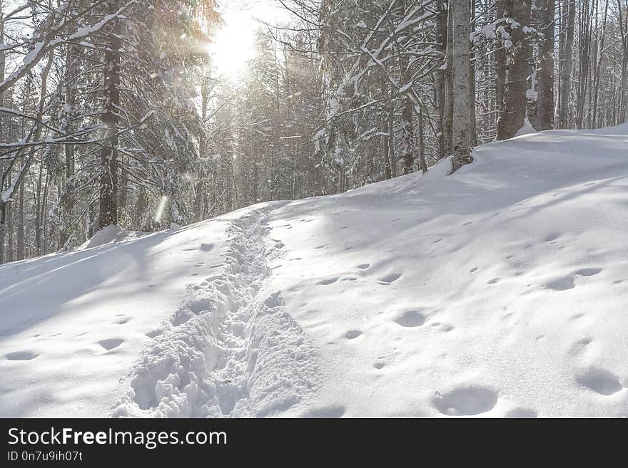 Snow, Winter, Path, Tree