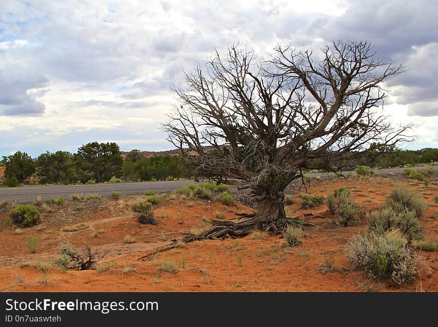 Tree, Ecosystem, Vegetation, Shrubland