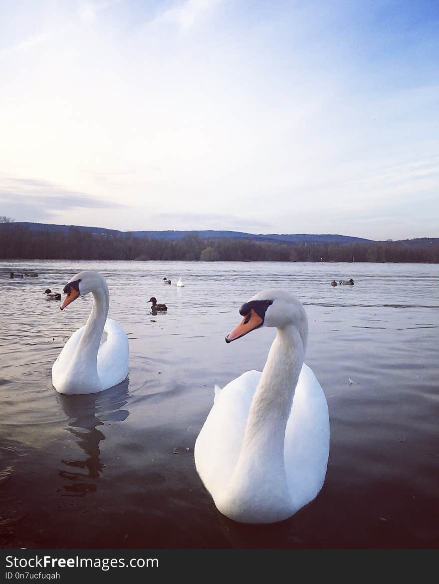 Swan, Water Bird, Bird, Water