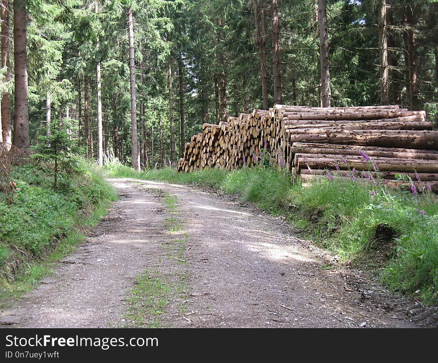 Path, Nature Reserve, Tree, Forest